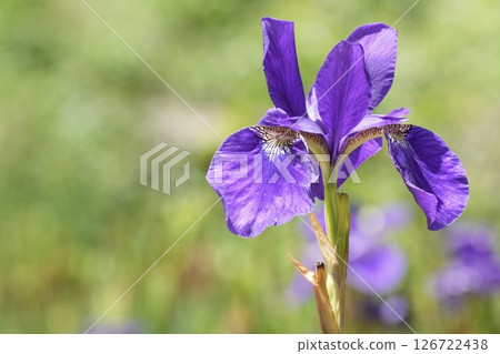 初夏:盛開的美麗紫色鳶尾花 初夏:盛開的美麗紫色鳶尾花 126722438