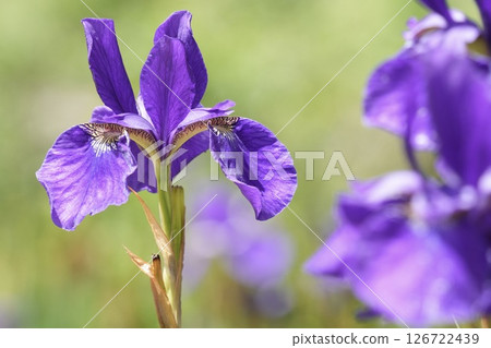Early summer: Beautiful purple irises in full bloom Early summer: Beautiful purple irises in full bloom 126722439