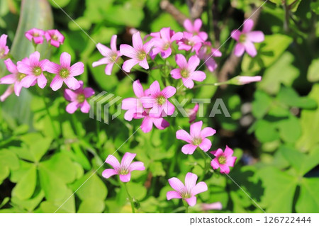 Pink potato sorrel (Oxalis tuberosa) Pink potato sorrel (Oxalis tuberosa) 126722444