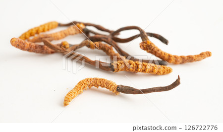 Cordyceps or Ophiocordyceps sinensis mushroom herb is fungus on white background. Cordyceps or Ophiocordyceps sinensis mushroom herb is fungus on white background. 126722776