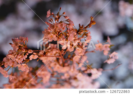 Illuminated cherry blossoms in spring Illuminated cherry blossoms in spring 126722863