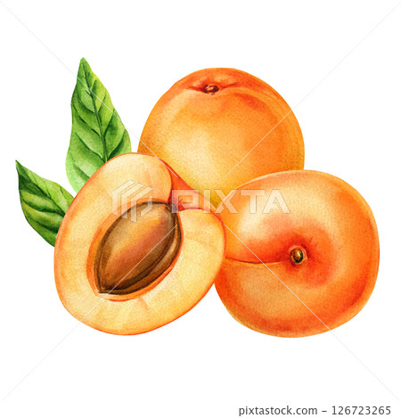 Apricot fruit with leaf and pit, hand painted botanical illustration. Watercolor juicy orange summer food clipart isolated 126723265