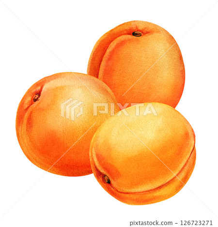 Watercolor apricots trio, hand painted orange fruits, isolated botanical illustration fresh summer food clipart white background 126723271