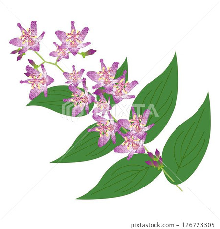 小杜鵑紫斑 126723305