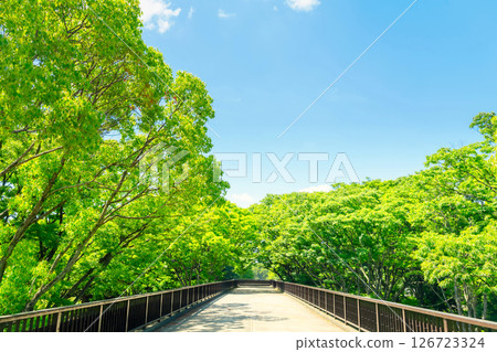 Yoyogi Park in early summer, Tokyo 126723324