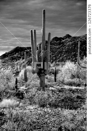 San Tan Mountains Sonora Desert Arizona Monochrome San Tan Mountains Sonora Desert Arizona Monochrome 126723376