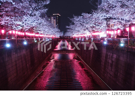 Illuminated cherry blossoms at night 126723395
