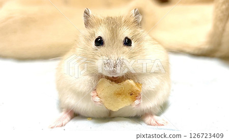 Yellow Djungarian hamster eating banana chips 126723409