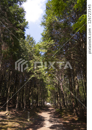 Fresh green mountain path on a sunny day 126723545