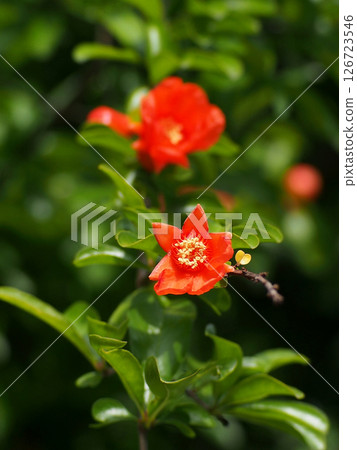 沐浴在陽光下的橙色石榴花心(殘留花瓣的石榴花萼) 沐浴在陽光下的橙色石榴花心(殘留花瓣的石榴花萼) 126723546