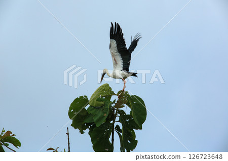 bird is looking for prey on a tree branch. bird is looking for prey on a tree branch. 126723648