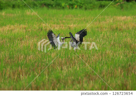 bird is looking for prey on a tree branch. 126723654
