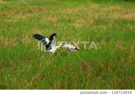 bird is looking for prey on a tree branch. 126723658