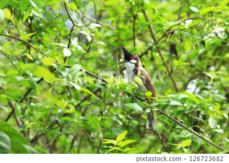 bird is looking for prey on a tree branch. bird is looking for prey on a tree branch. 126723682