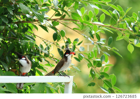 bird is looking for prey on a tree branch. 126723685