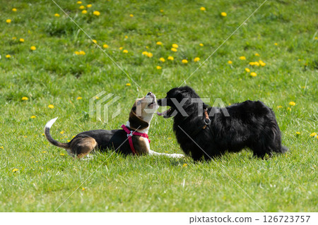 Playful Dogs Having a Great Time Enjoying a Sunny Day at the Park with Their Owners Playful Dogs Having a Great Time Enjoying a Sunny Day at the Park with Their Owners 126723757