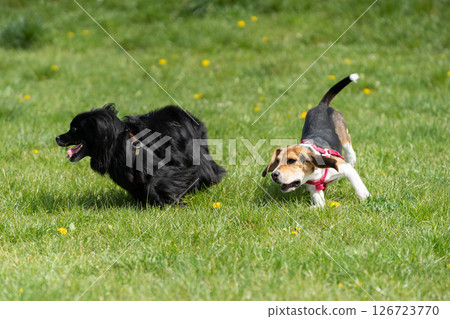Energetic and Playful Dogs Joyfully Running Together in a Bright, Sunny Park Setting Energetic and Playful Dogs Joyfully Running Together in a Bright, Sunny Park Setting 126723770