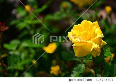 Roses of May Roses of May 126723795