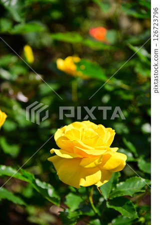 Roses of May 126723796