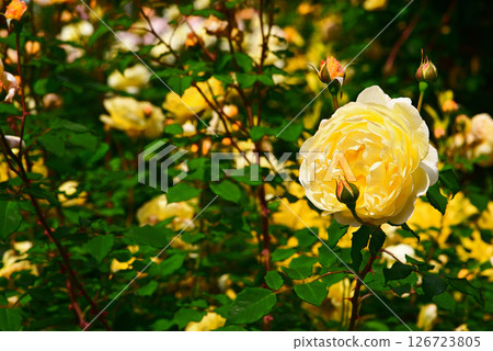 Roses of May Roses of May 126723805