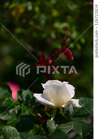 Roses of May 126723814