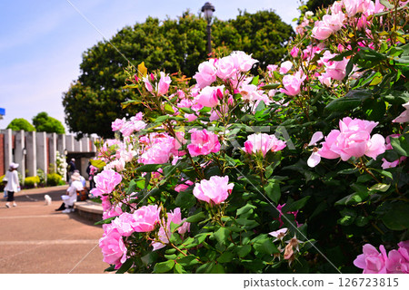 Roses of May Roses of May 126723815