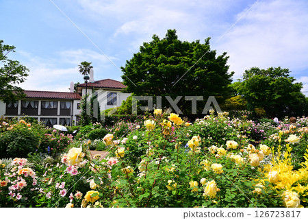 Roses of May Roses of May 126723817