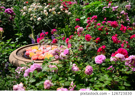 Roses of May 126723830
