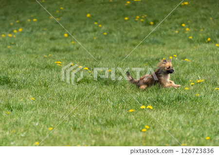 A Playful Coyote Pup Joyfully Running Through a Beautiful Meadow Filled with Dandelions A Playful Coyote Pup Joyfully Running Through a Beautiful Meadow Filled with Dandelions 126723836