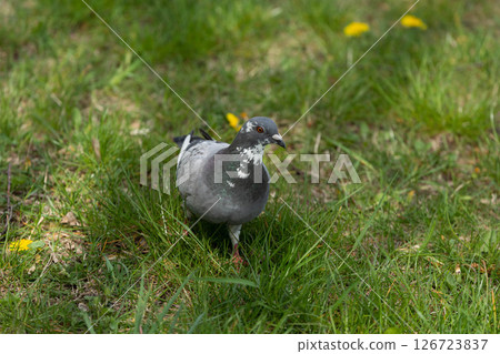 A Pigeon Walking on Lush Green Grass Surrounded by Bright Yellow Dandelions in the Background A Pigeon Walking on Lush Green Grass Surrounded by Bright Yellow Dandelions in the Background 126723837