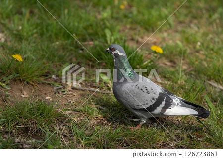 A beautiful pigeon is walking gracefully on the green grass adorned with bright dandelions A beautiful pigeon is walking gracefully on the green grass adorned with bright dandelions 126723861
