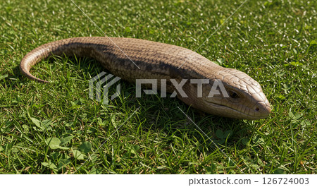 Tsuchinoko Tsuchinoko 126724003