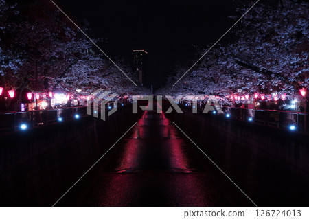 Illuminated cherry blossoms in spring Illuminated cherry blossoms in spring 126724013