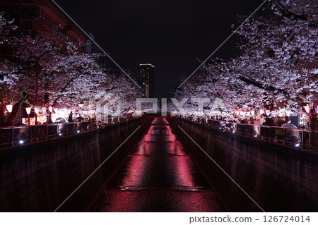 Illuminated cherry blossoms in spring Illuminated cherry blossoms in spring 126724014