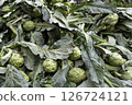 Artichokes in a market 126724121
