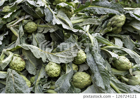 Artichokes in a market 126724121