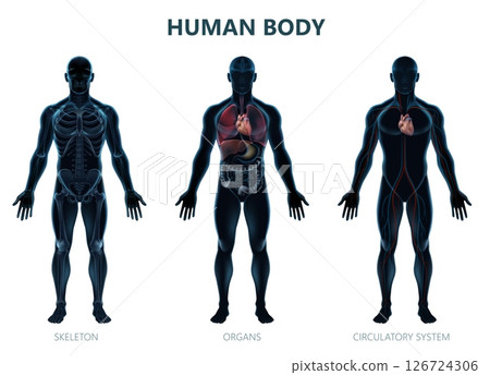 Realistic Masculine Human Body Illustration-插圖素材 [126724306] - PIXTA圖庫
