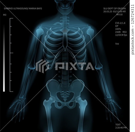 Realistic Human Body Anatomy X Ray Illustration - Stock Illustration ...