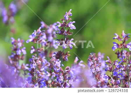 Purple sage (medicinal sage) Purple sage (medicinal sage) 126724338