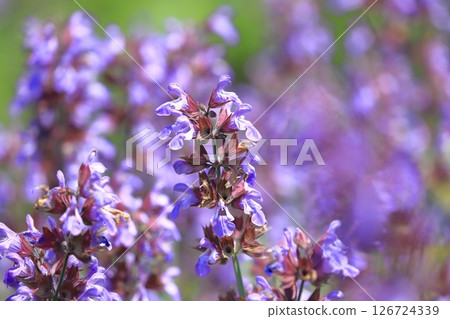Purple sage (medicinal sage) Purple sage (medicinal sage) 126724339
