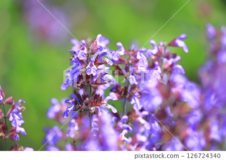 Purple sage (medicinal sage) Purple sage (medicinal sage) 126724340