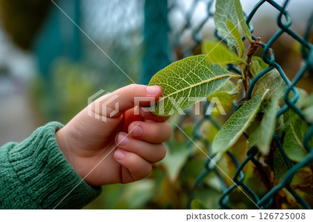 Child's hand gently holding green leaf with visible vein structure near fence 126725008