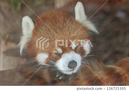 Lesser panda 126725305
