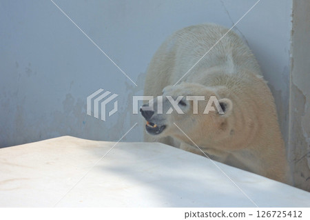 Polar bears 126725412