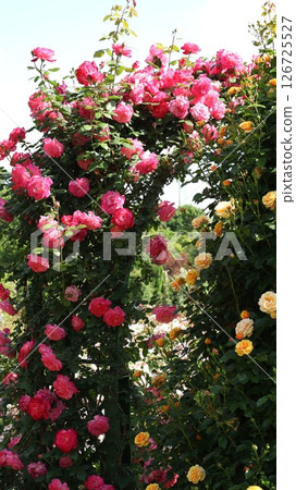 Vine Torch and Westerland Arch Vertical 126725527