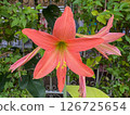 pink lily flower in the garden 126725654