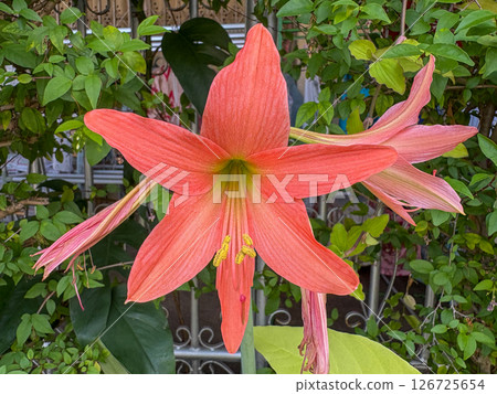 pink lily flower in the garden pink lily flower in the garden 126725654