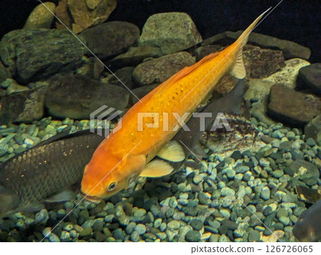 Hivna Hivna 126726065