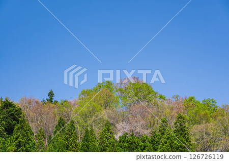 Blue sky and fresh green Blue sky and fresh green 126726119