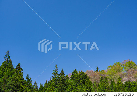 Blue sky and fresh green Blue sky and fresh green 126726120